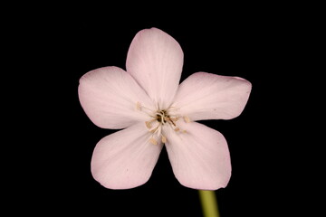 Obraz na płótnie Canvas Soapwort (Saponaria officinalis). Flower Closeup
