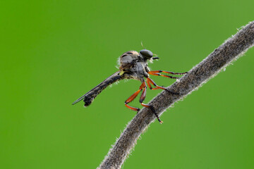 wild insect