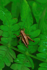 green shield bug