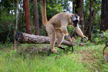 Brown lemurs play in the meadow and a tree trunk and are waiting for the visitors