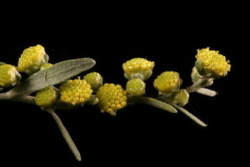 Wormwood (Artemisia absinthium). Capitula Closeup