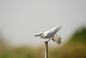 flying bird