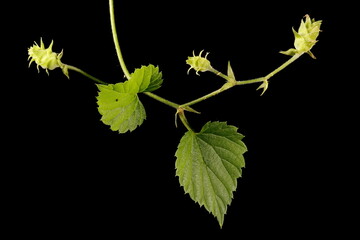 Hop (Humulus lupulus). Female Inflorescence Closeup