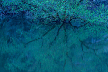 夜明けの湖の埋もれた樹木と映り込み