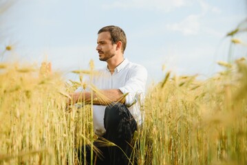Naklejka na ściany i meble Portrait of agronomist analyzing wheat ears