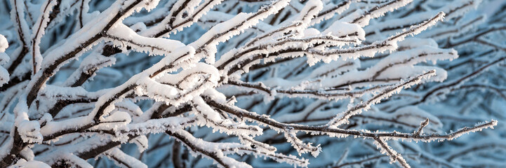 Snow and rime ice on the branches of bushes. Beautiful winter background with twigs covered with...