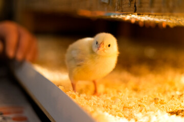 A lone broiler chick looks at the camera with interest. Shallow depth of field.