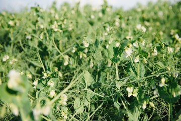 growing green peas in a farmer's field