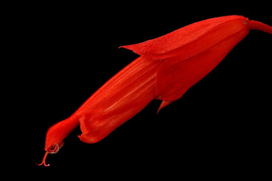 Scarlet Sage (Salvia splendens). Flower Closeup