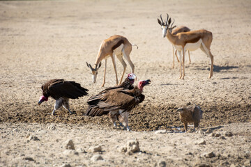 Lappet-faced Vultures