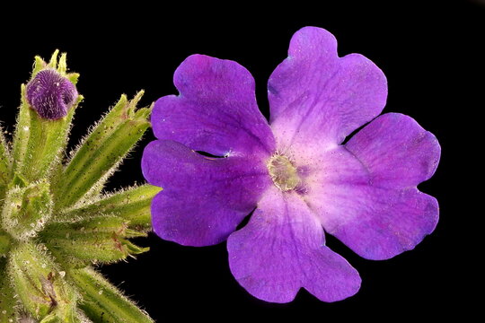 Garden Vervain (Verbena hybrida). Flower Closeup