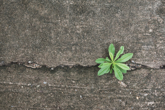 Plant growing from cracked concrete road, New life plant
