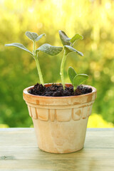 succulent green sprouts of plants of the squash family, pumpkins in a ceramic pot in the garden, garden crop seedlings, agricultural concept
