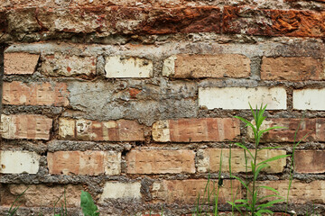 The plant and brick wall