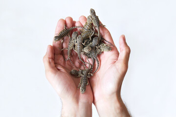 The small bearded dragons (Pogona vitticeps)