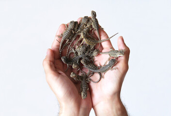 The small bearded dragons (Pogona vitticeps)