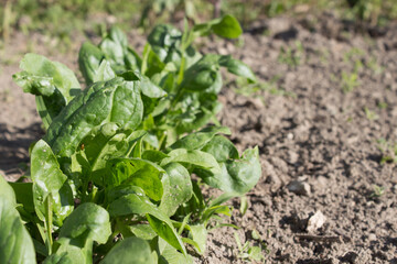  Spinach leaves grow in the garden beds, growing spinach in the garden. Green shoots of young spinach grows in row