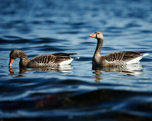 Obraz premium High resolution photo of geese. Feeding goose in the fjords of Oslo. Nice bokeh effect