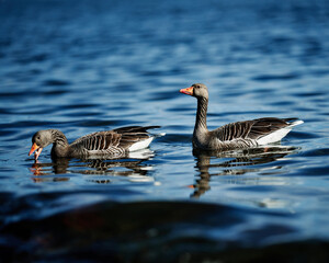 High resolution photo of geese. Feeding goose in the fjords of Oslo. Nice bokeh effect