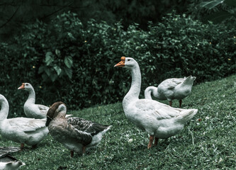 group of geese