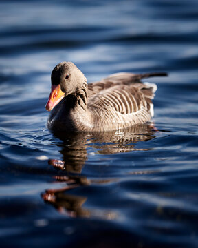 High resolution photo of geese. Feeding goose in the fjords of Oslo. Nice bokeh effect