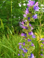 Wild field flowers on the meadow