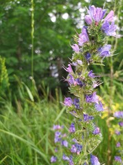 Wild field flowers on the meadow