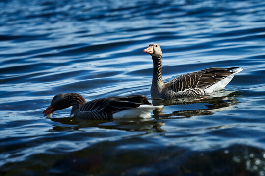 High resolution photo of geese. Feeding goose in the fjords of Oslo, Norway. Nice bokeh effect and details.  Wildlife in the fjords of Norway.