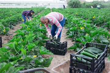 Arabian horticulturist harvesting organic green zucchini crop