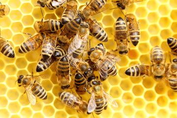 some honey bees are working in a hive