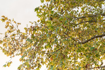Leaves and branches of maple tree on natural white background