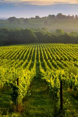Zelfklevend Fotobehang Sunset landscape, Bordeaux wineyard, Langoiran, france © FreeProd