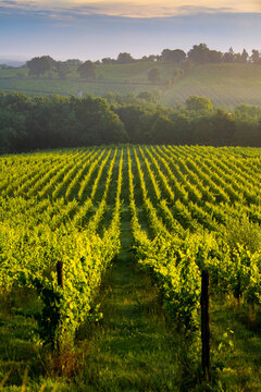 Sunset landscape, Bordeaux wineyard, Langoiran, france