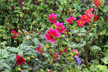 Red color flowers in the garden 