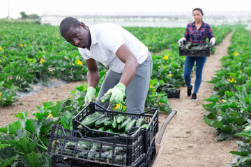 Portrait of an afro-american farmer harvesting zucchini