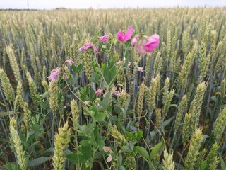 Wide wheat field with wild flowers in summer