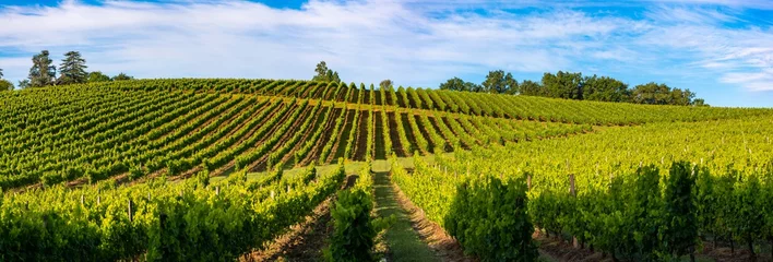 Fotobehang Zonsonderganglandschap, de wijngaard van Bordeaux, Haux, Frankrijk © FreeProd