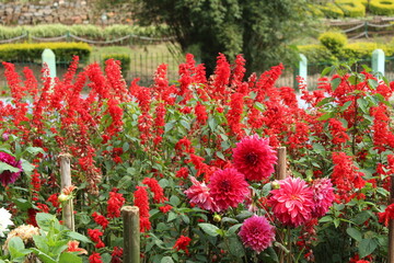 Red color flowers in the garden 