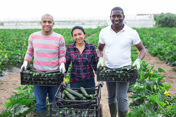 Successful farmers with boxes of zucchini during harvest