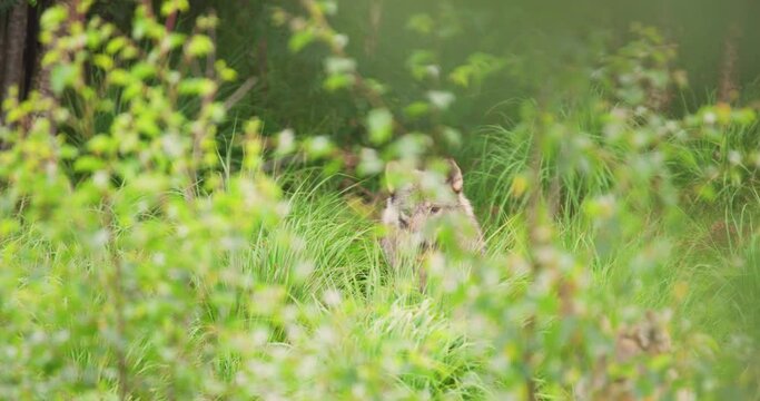 Wild male wolf running in the grass in the forest