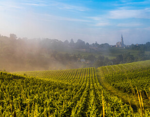 Fototapeta na wymiar Sunset landscape, Bordeaux wineyard, Tabanac, France