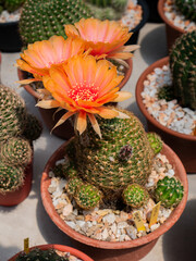 Photos of beautiful cactus in florist.