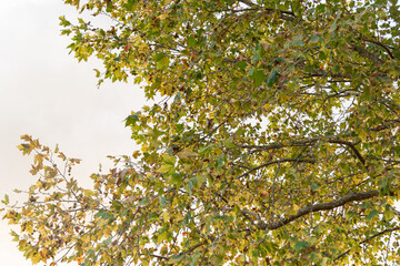 Leaves and branches of maple tree on natural white background