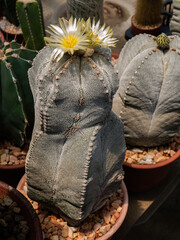 Photos of beautiful cactus in florist.