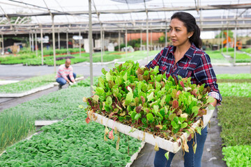 Female farmer drags box with spinach sprouts