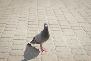Gray pigeon on the cobblestones