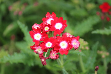 Red color flowers in the garden 