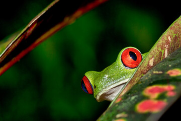 Red-eyed Tree Frog, Agalychnis callidryas, Tropical Rainforest, Corcovado National Park, Osa...