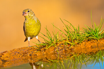 Greenfinch, Carduelis chloris, Forest Pond, Spanish Forest, Castile and Leon, Spain, Europe