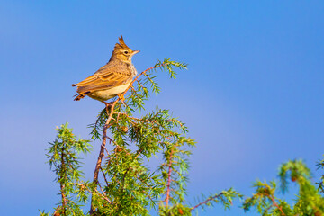 Crested Lark, Galerida cristata, Spanish Forest, Castile and Leon, Spain, Europe